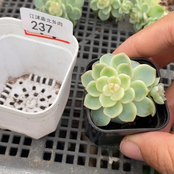 标237纸鸢一个多肉