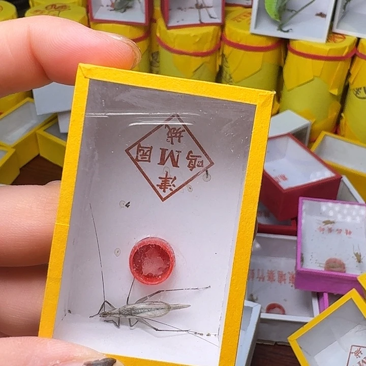 害***怕蟋蟀一条紫竹林。