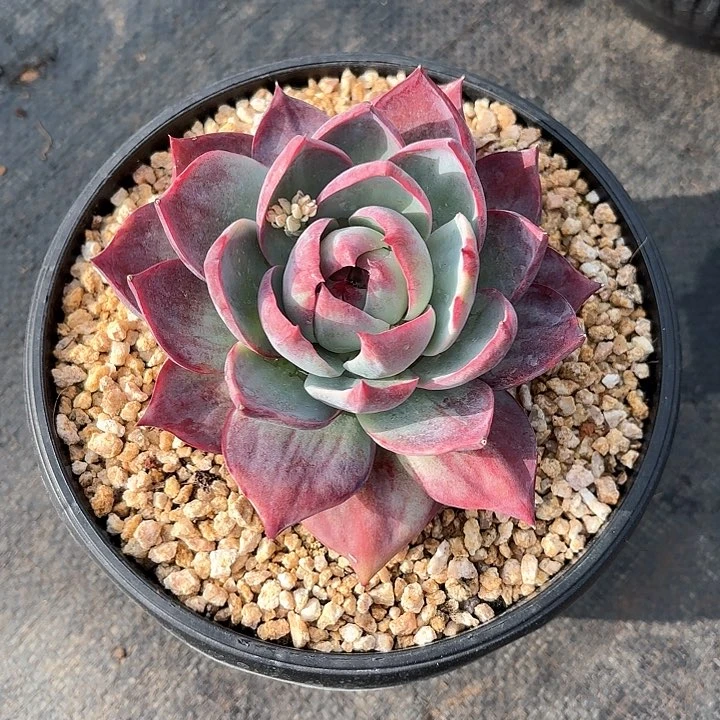 多肉植物，惊魂仙子