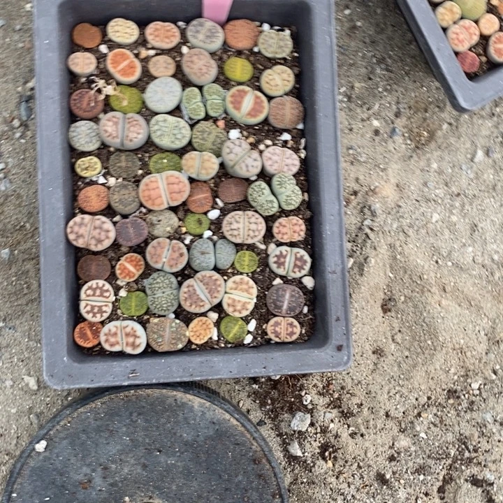 顺***然生石花的季节是117