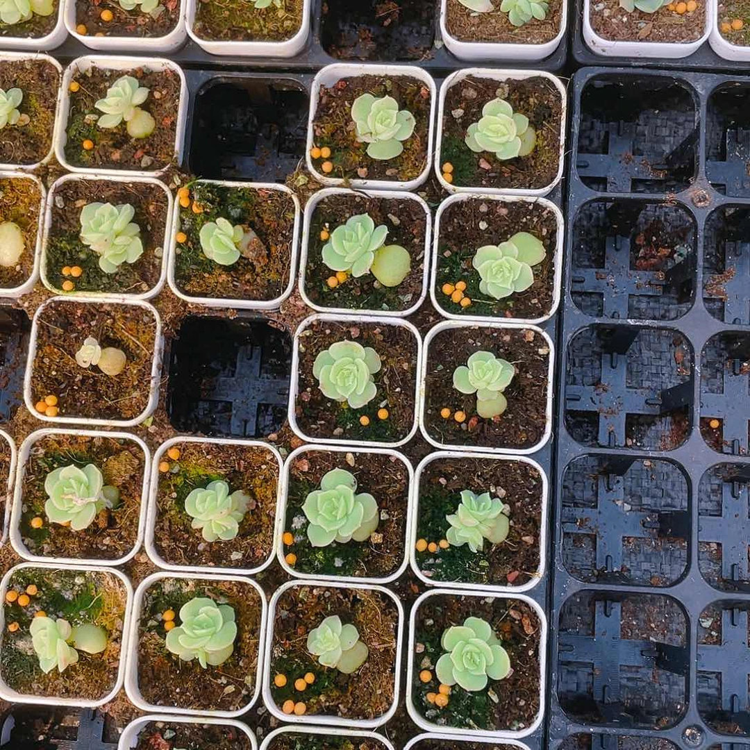 虾饺中盆一个满25包邮