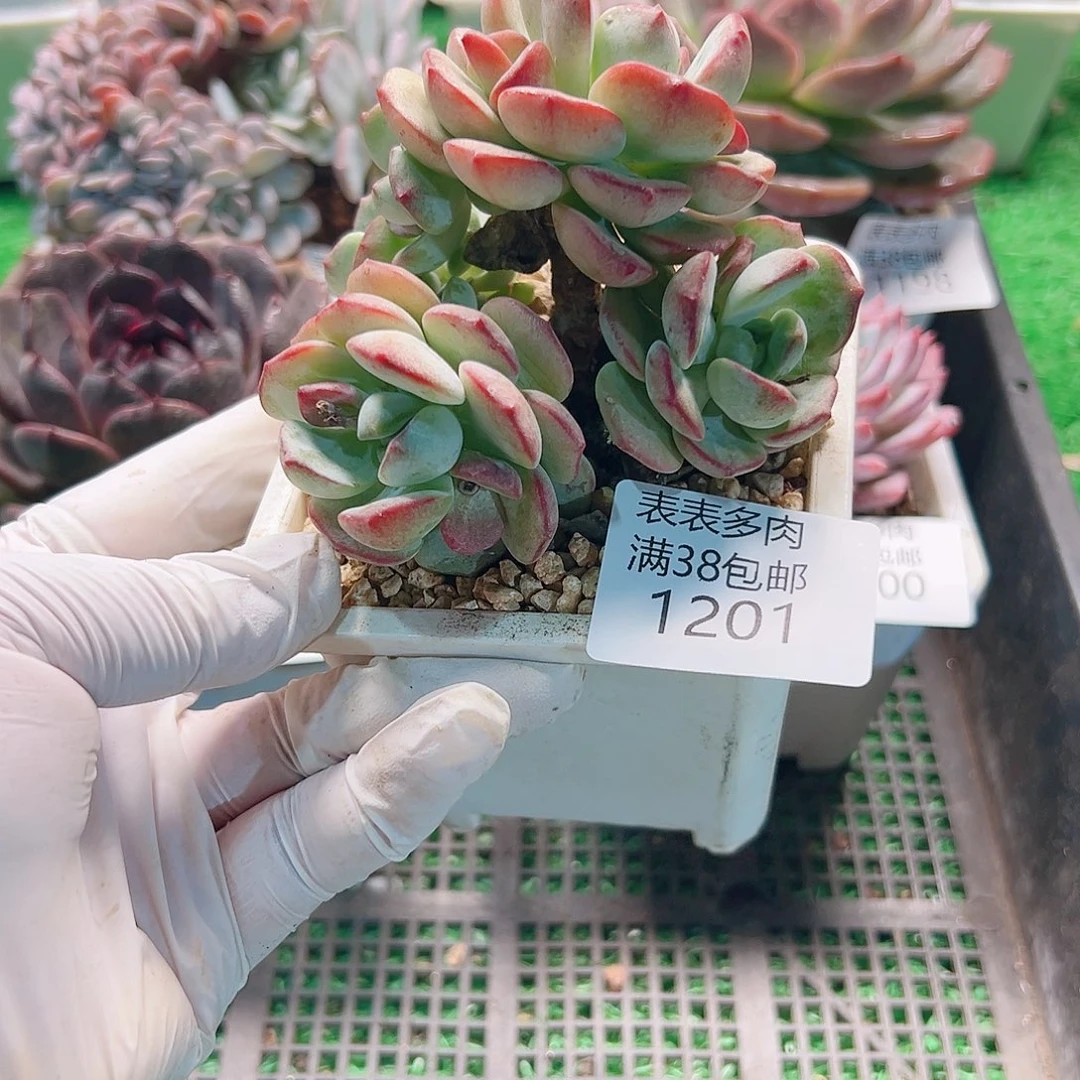 多肉一物一柏植物1201