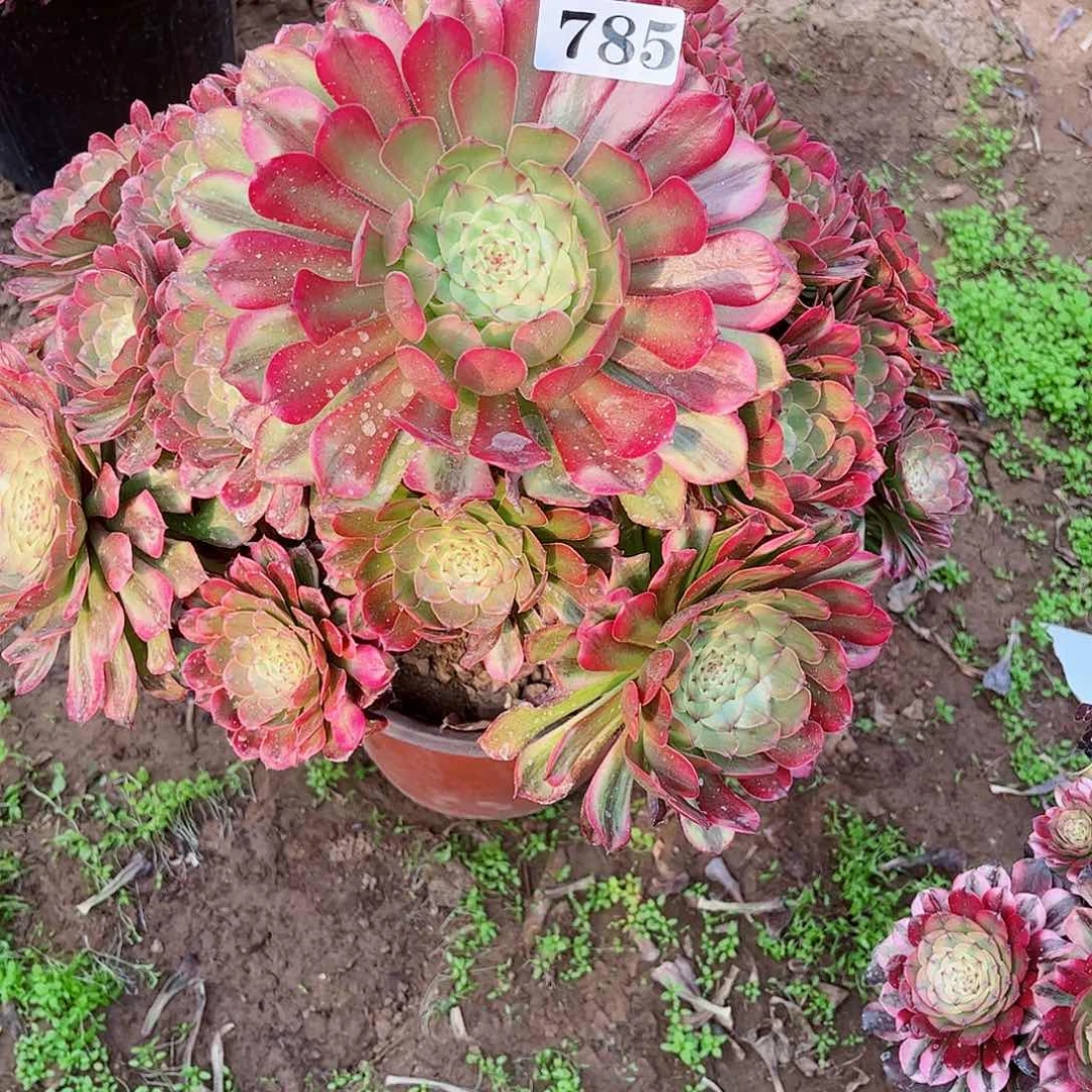多肉植物785多肉