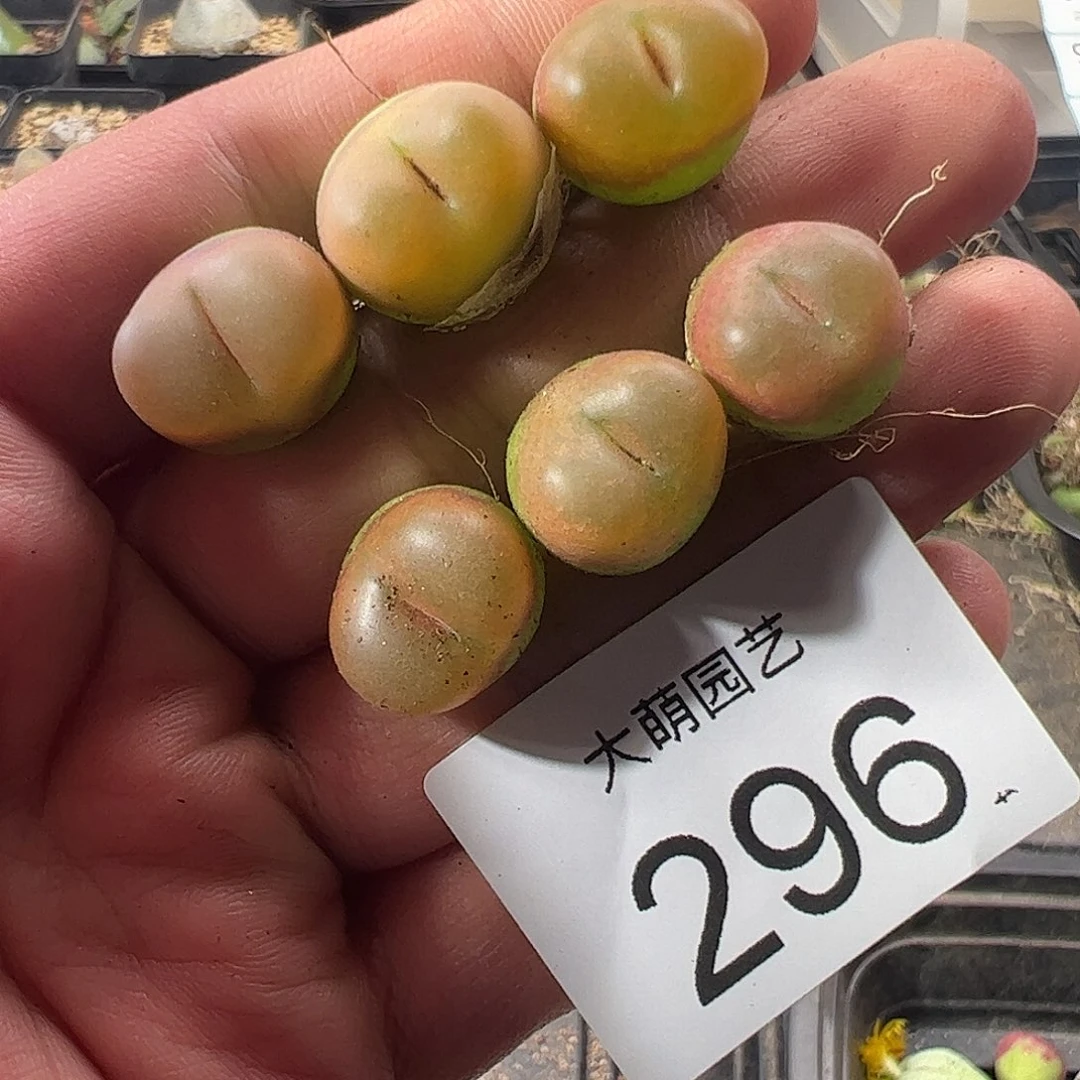 一物一拍。       296