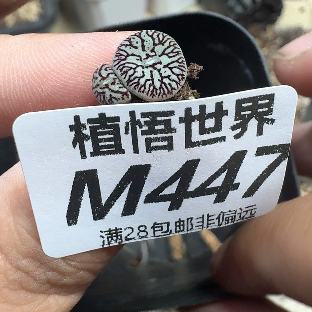 多肉植物的润泽的车