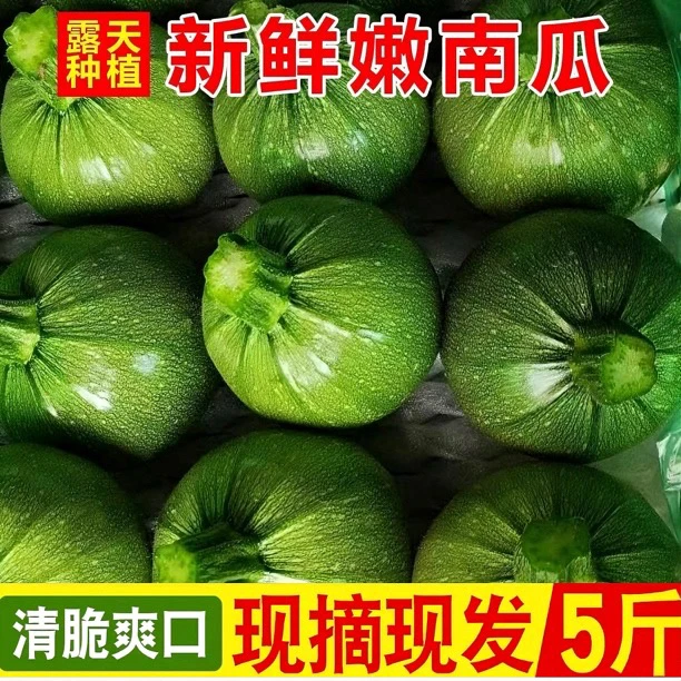 【现摘5斤】云南小南瓜，南瓜小嫩瓜小雷瓜地雷瓜