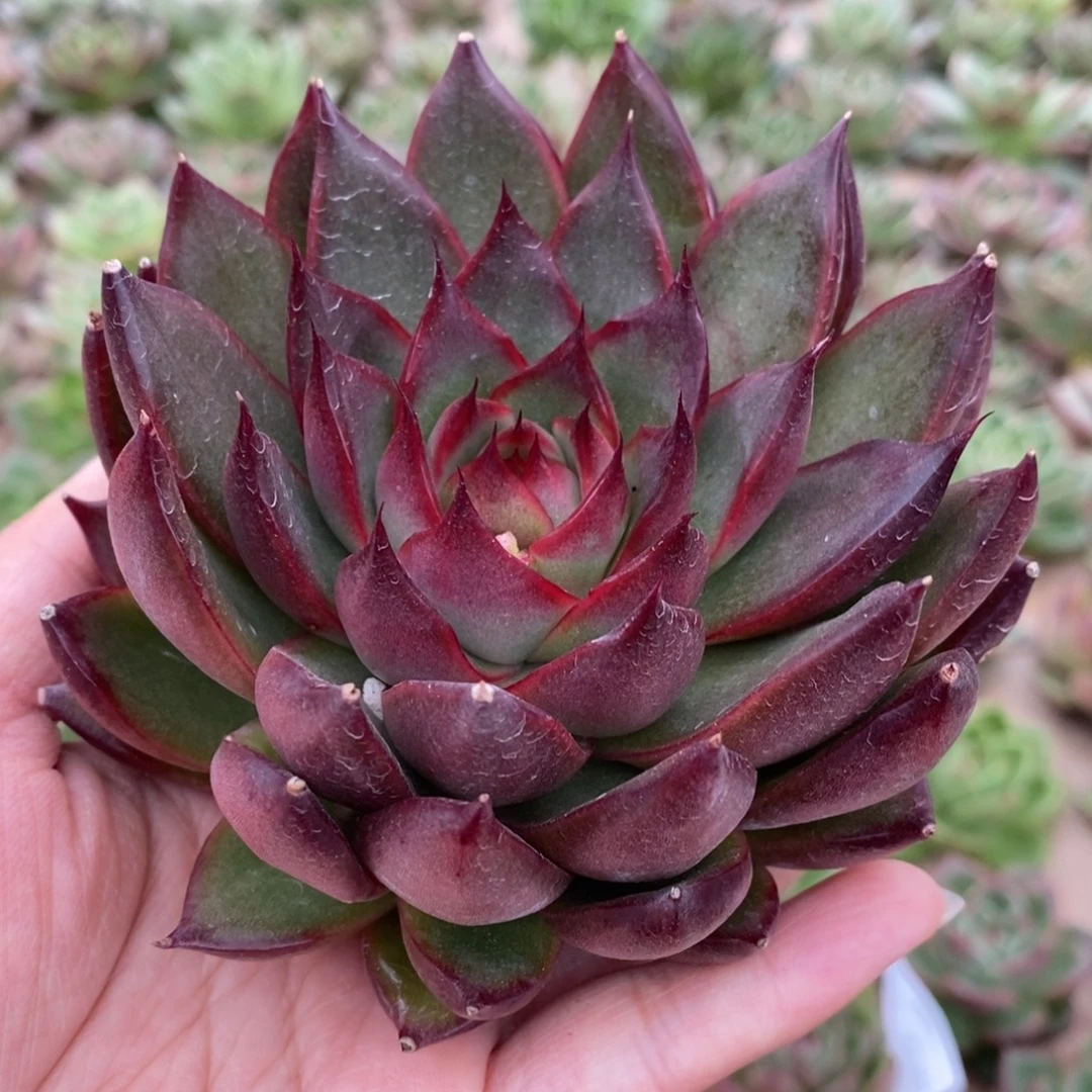 无花朵81 号东云系多肉植物