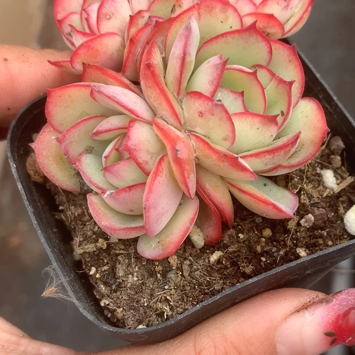 牡丹亭群2颗。 包邮。