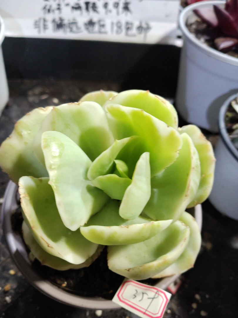 非偏远18包邮  一物一拍  11厘米盆 A359碧桃锦