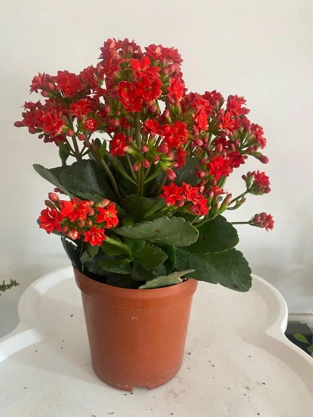 长寿花重瓣大花带花苞盆栽大盆花卉植物四季开花好养活