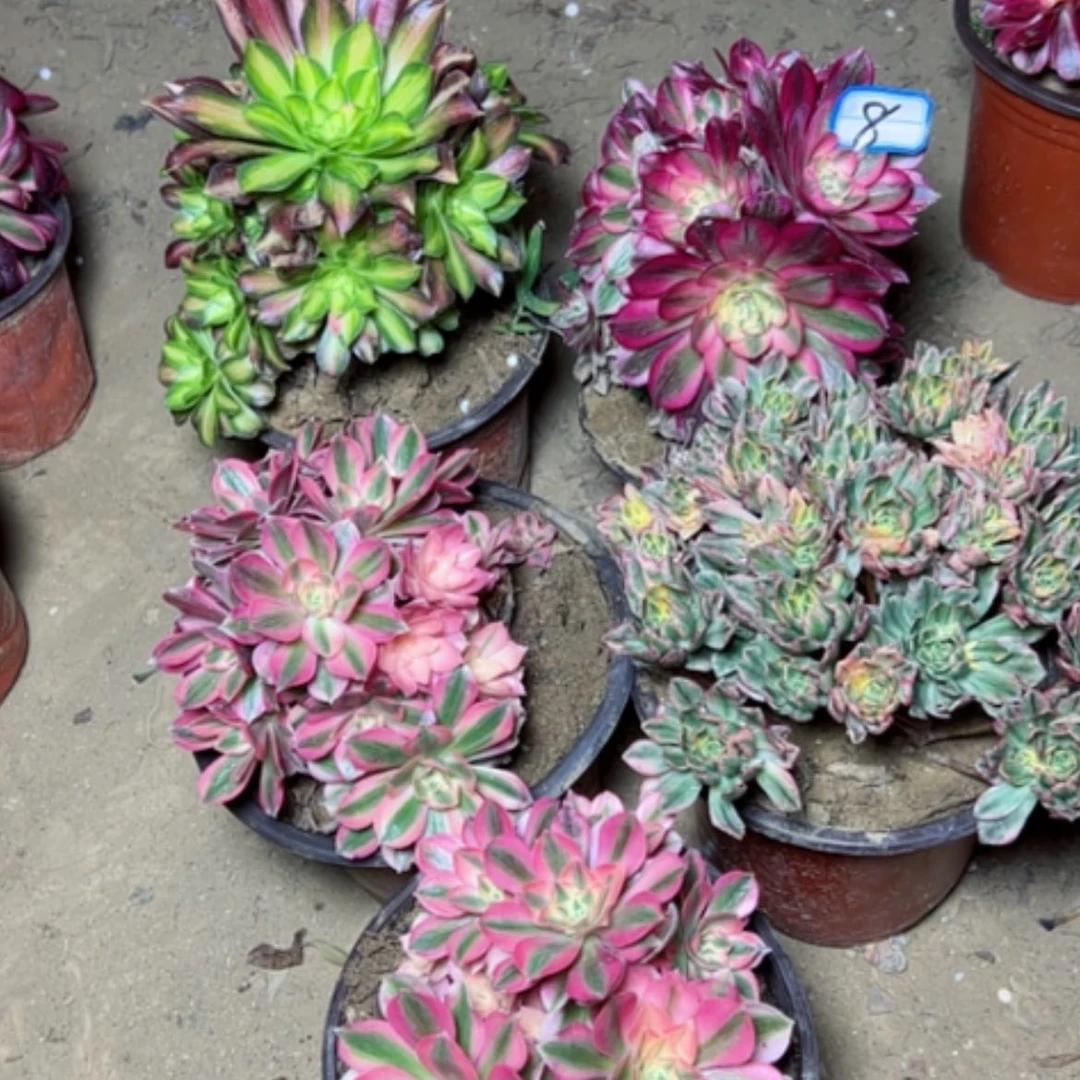 【闪购商品】多肉植物砍过不售后8