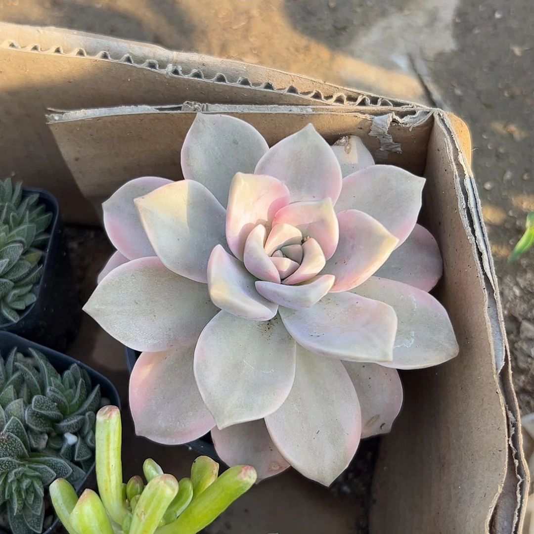 多肉植物多肉植物