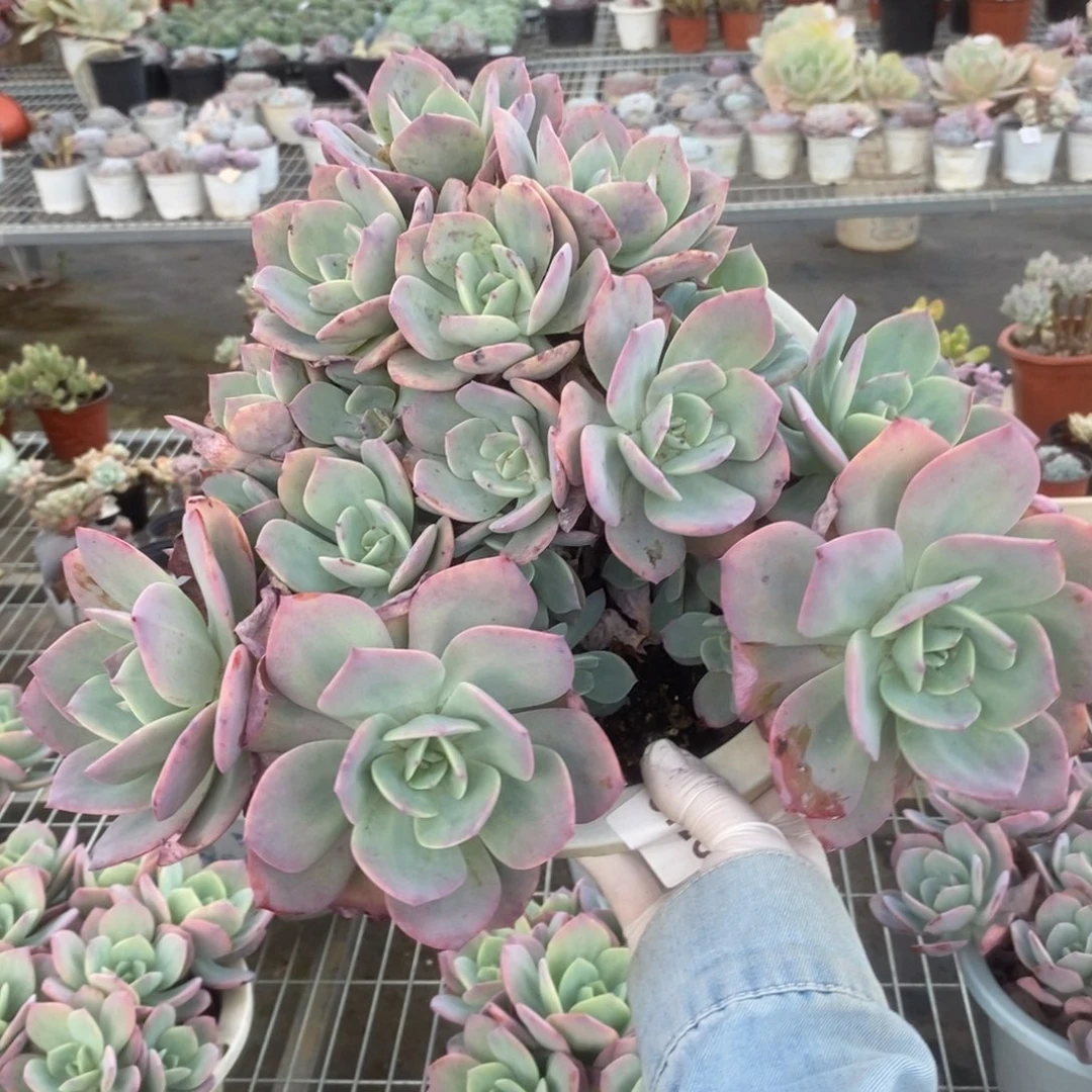 0726白凤多头一物一拍