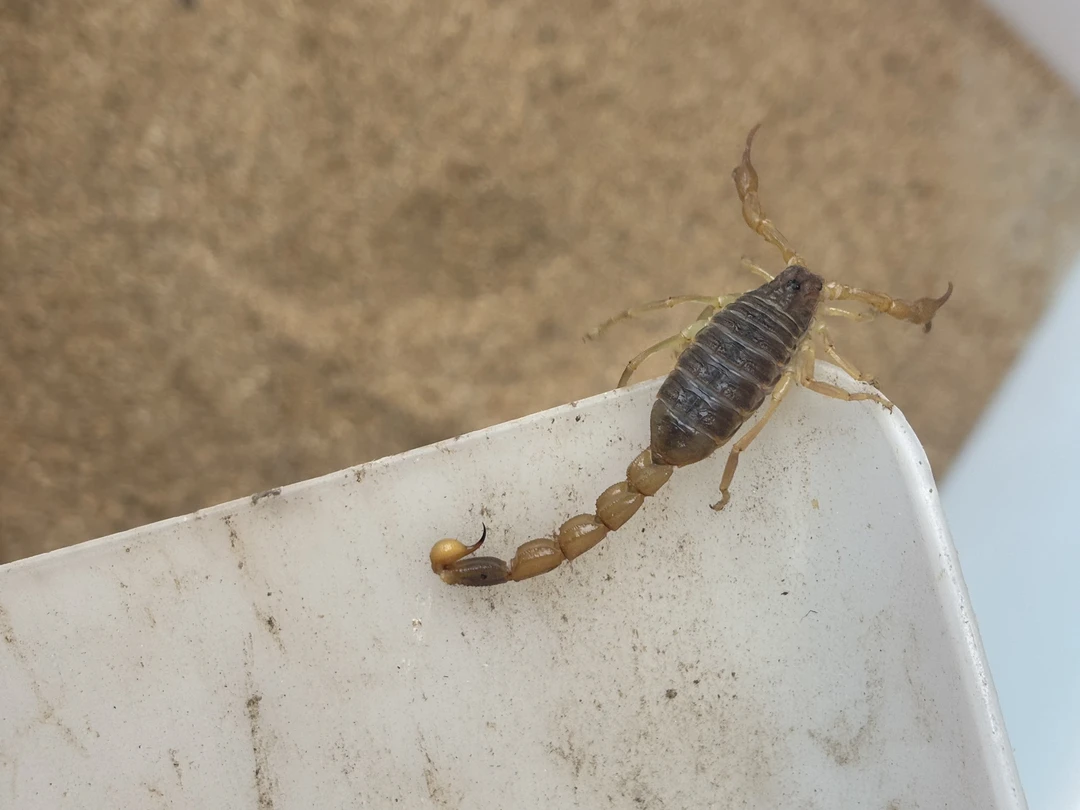 10只4-5厘米蝎子