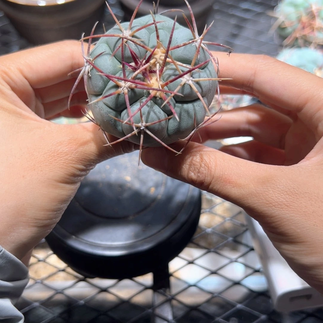 实生绯冠龙狂刺！！！