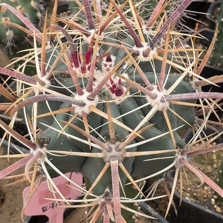 红洋丸苗接6666666