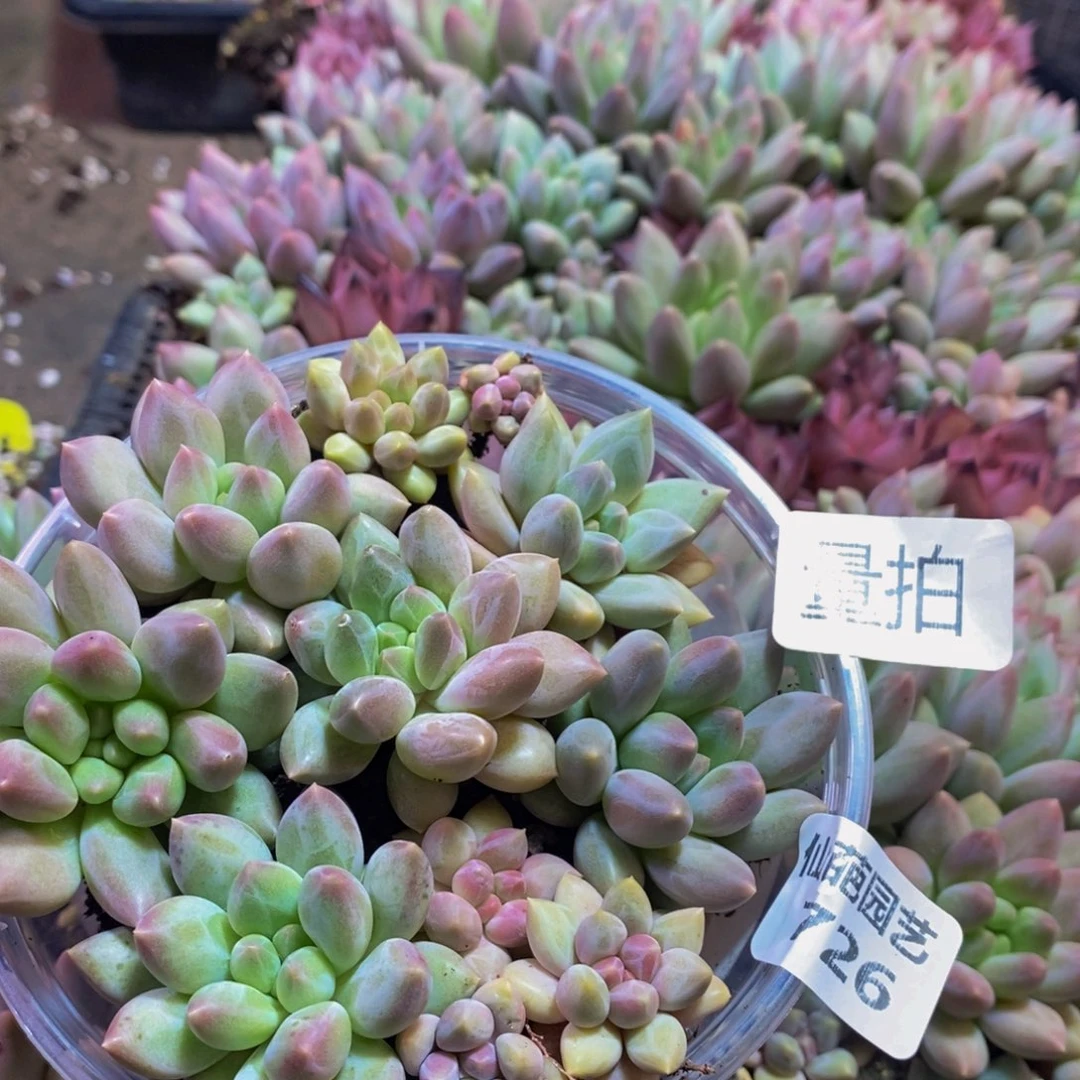 726多肉植物保护量拍一保底10颗