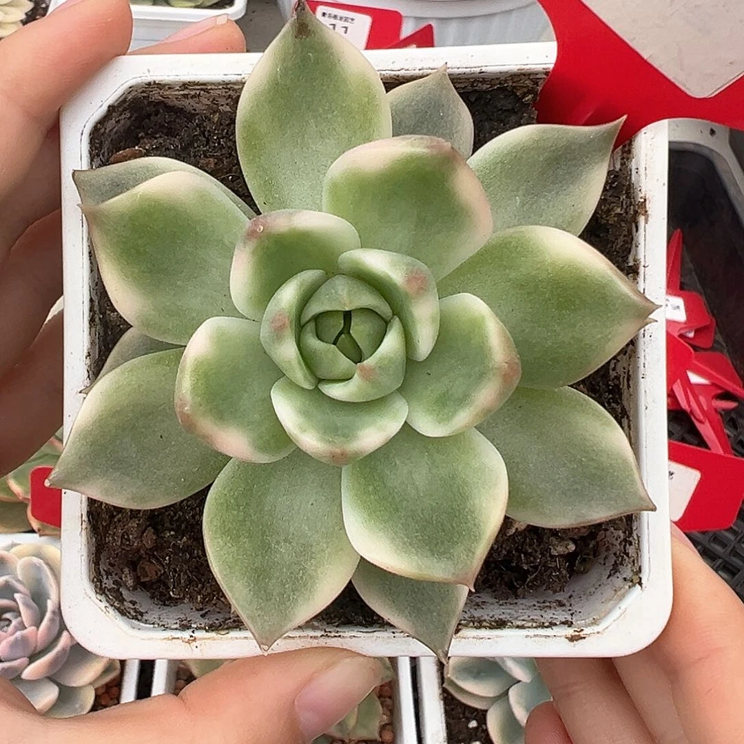 9号琉璃盏锦多肉植物