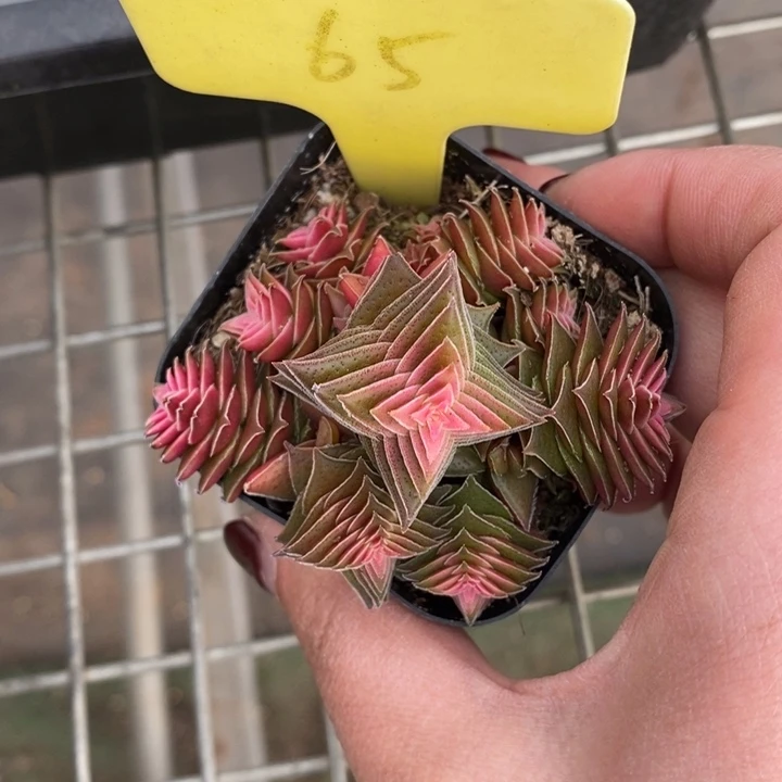 伯克利和格蕾纳等著名
