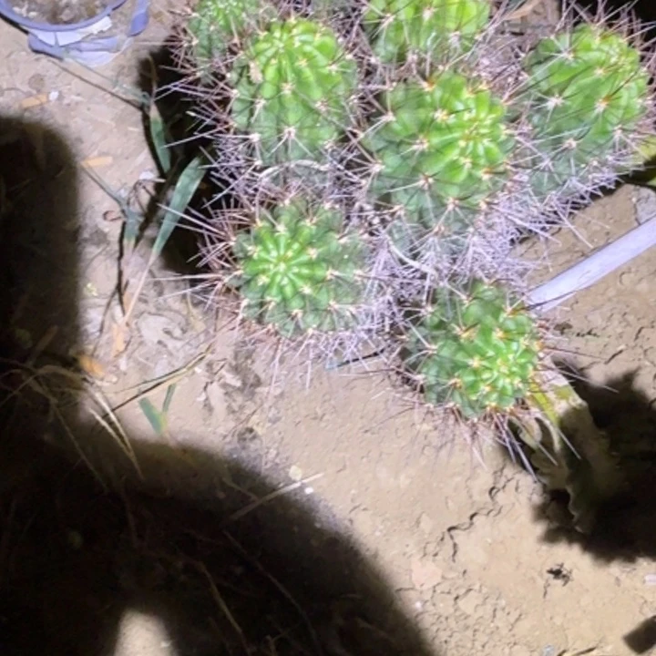 丽花白檀杂107侧芽一个