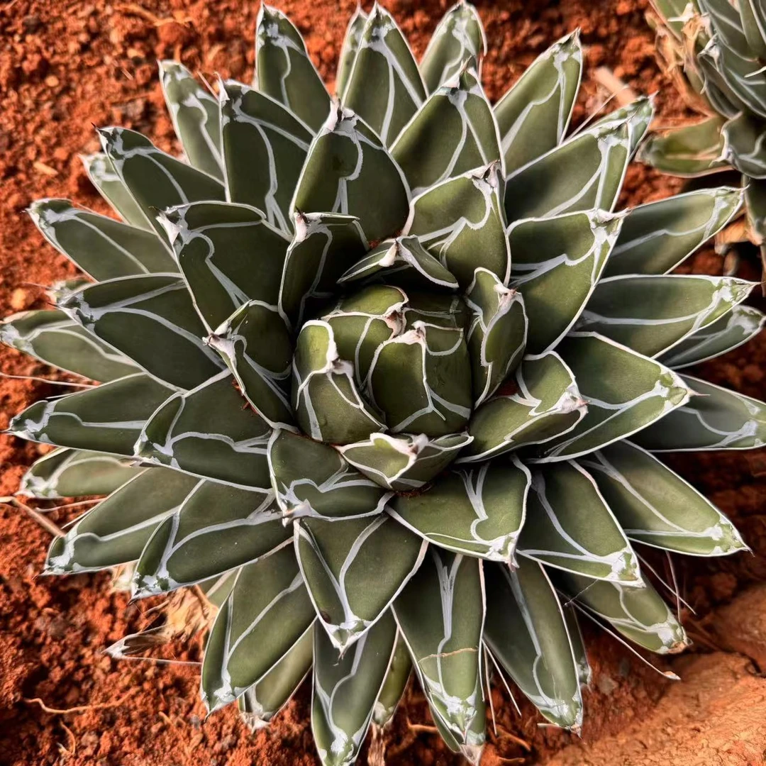 零花钱多肉  世之雪  冠幅20cm+ 仙人掌科   新手好养 简单 施肥