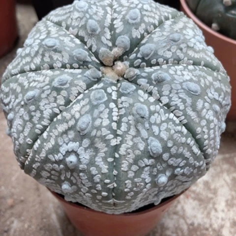 大猫眼兜50米仙人球