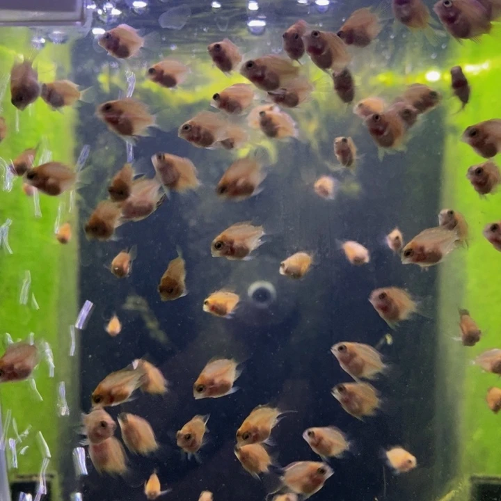 鹦鹉鱼30条一组一个月一公分胭脂粉鱼苗