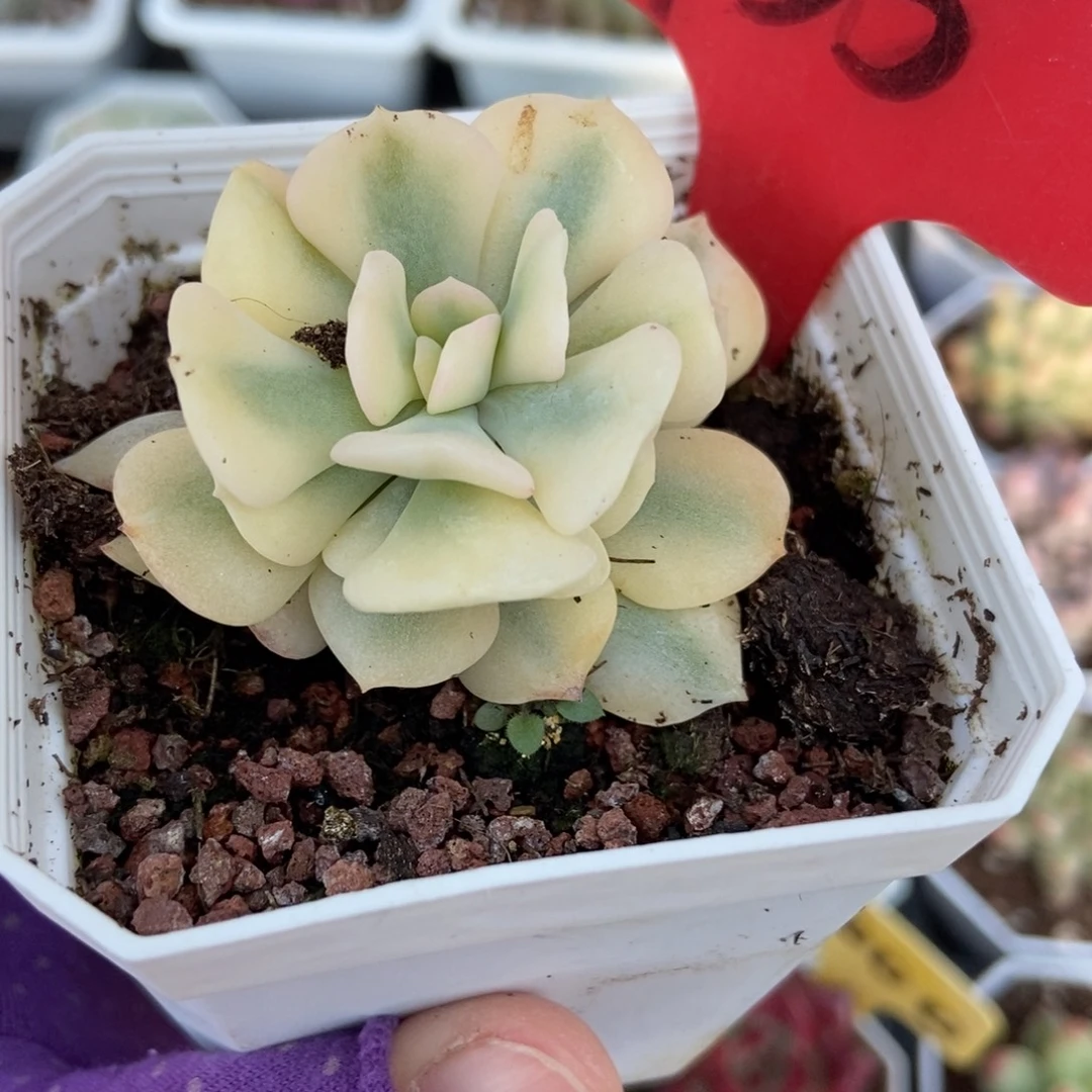 135雪精灵锦多肉植物