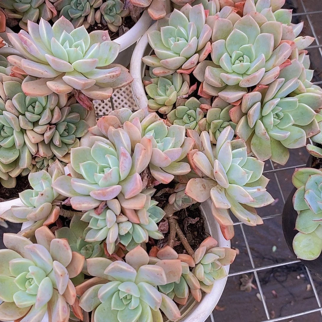 红粉佳人 多头群生老桩