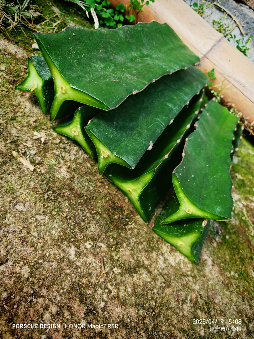 20公分火龙果三角柱拍一发30根三厘米左右绿植水果