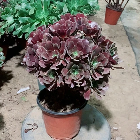 欧紫多肉植物法师34