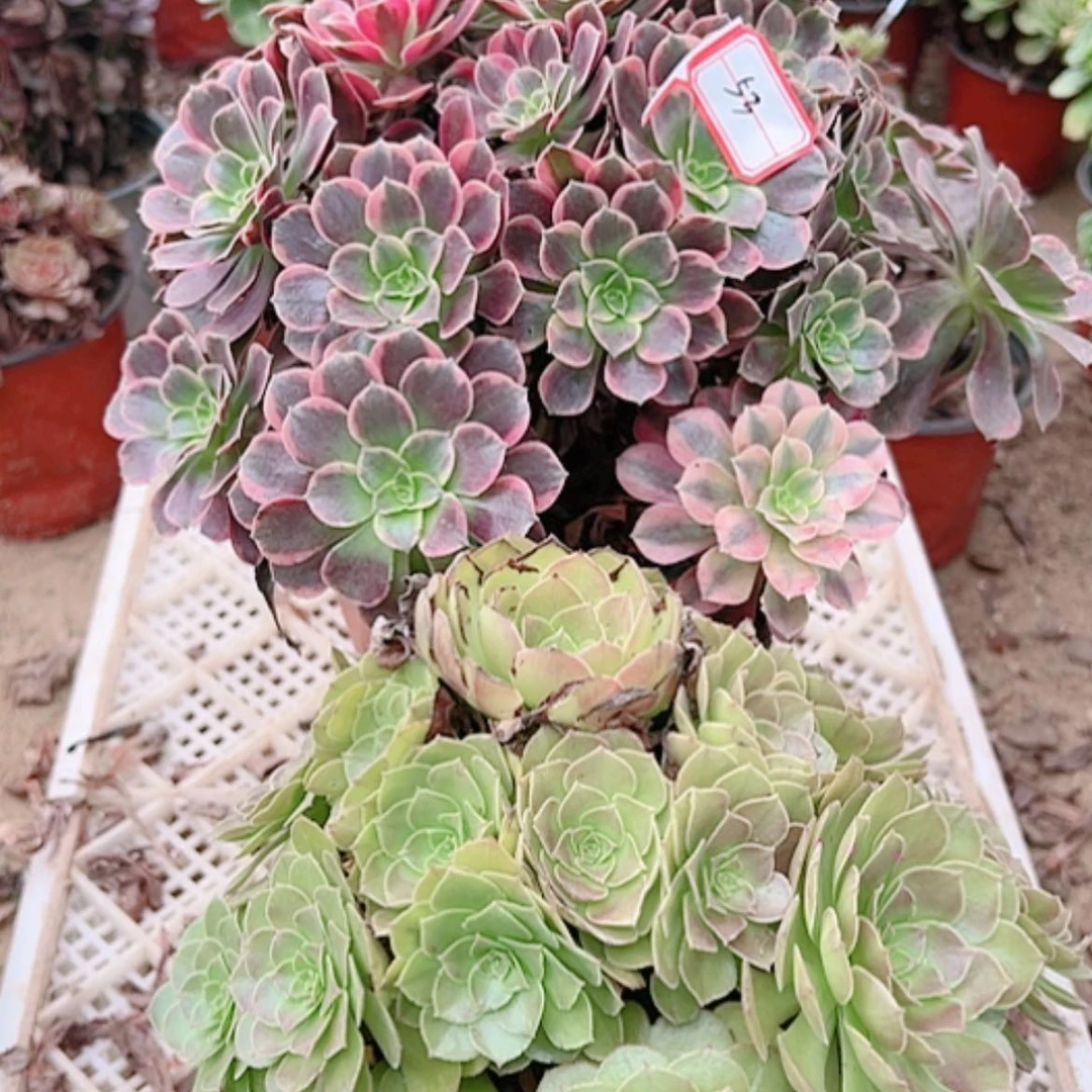 【闪购商品】无花朵白*53号套餐2颗多肉植物