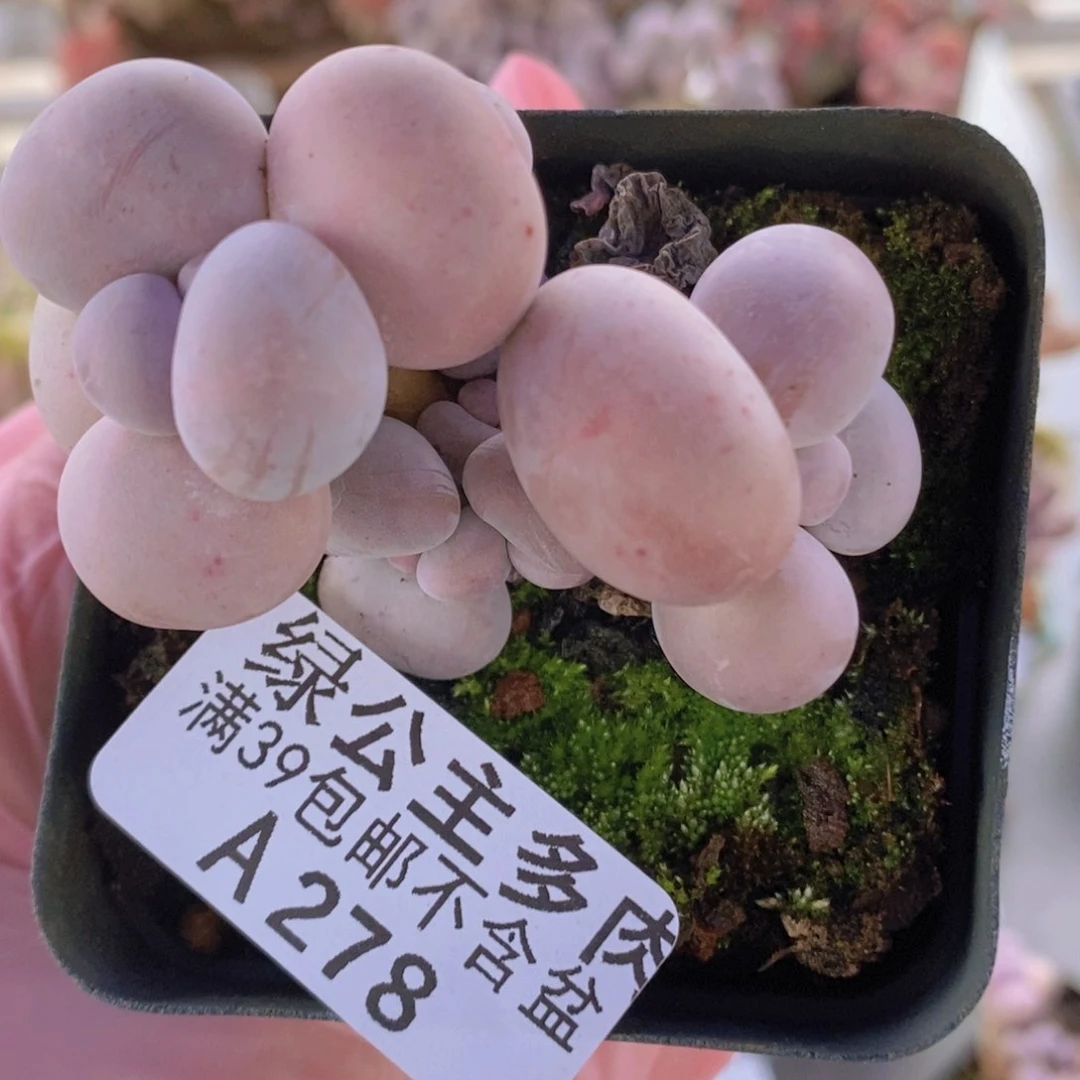 芭比奶洛6cm278多肉植物