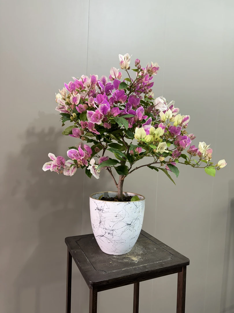 【漳红樱】三角梅带陶瓷盆勤花品种【一物一拍】