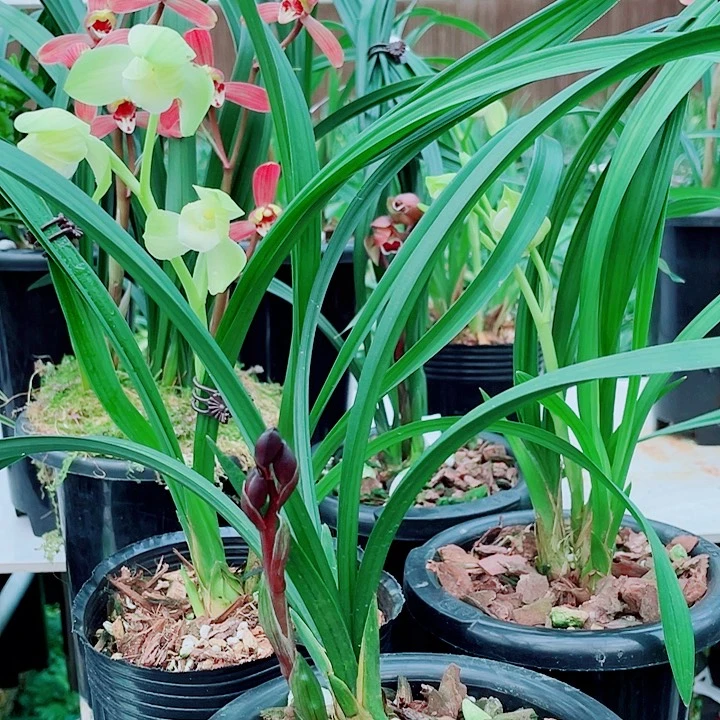 用***者完全开放一物一漂亮