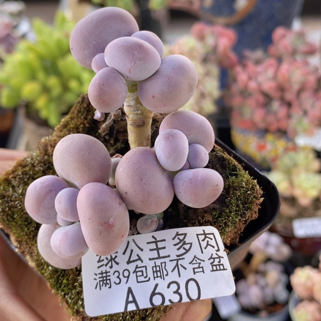 芭比奶洛6cm630多肉植物