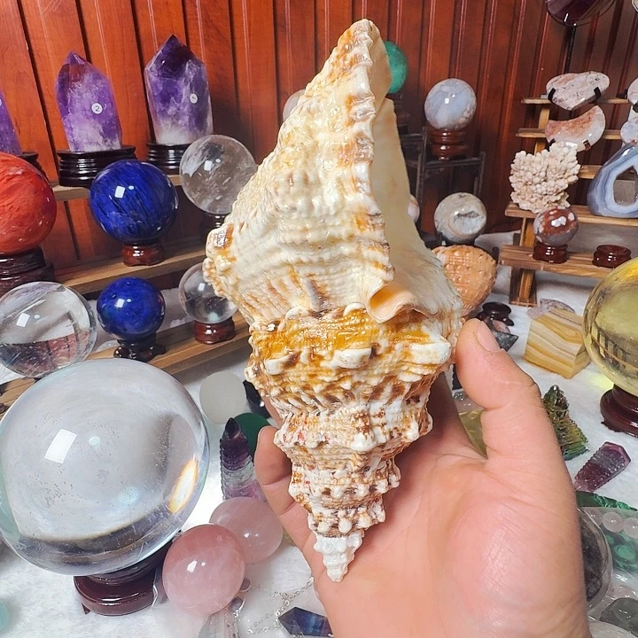 石材大海螺桌面啊摆件