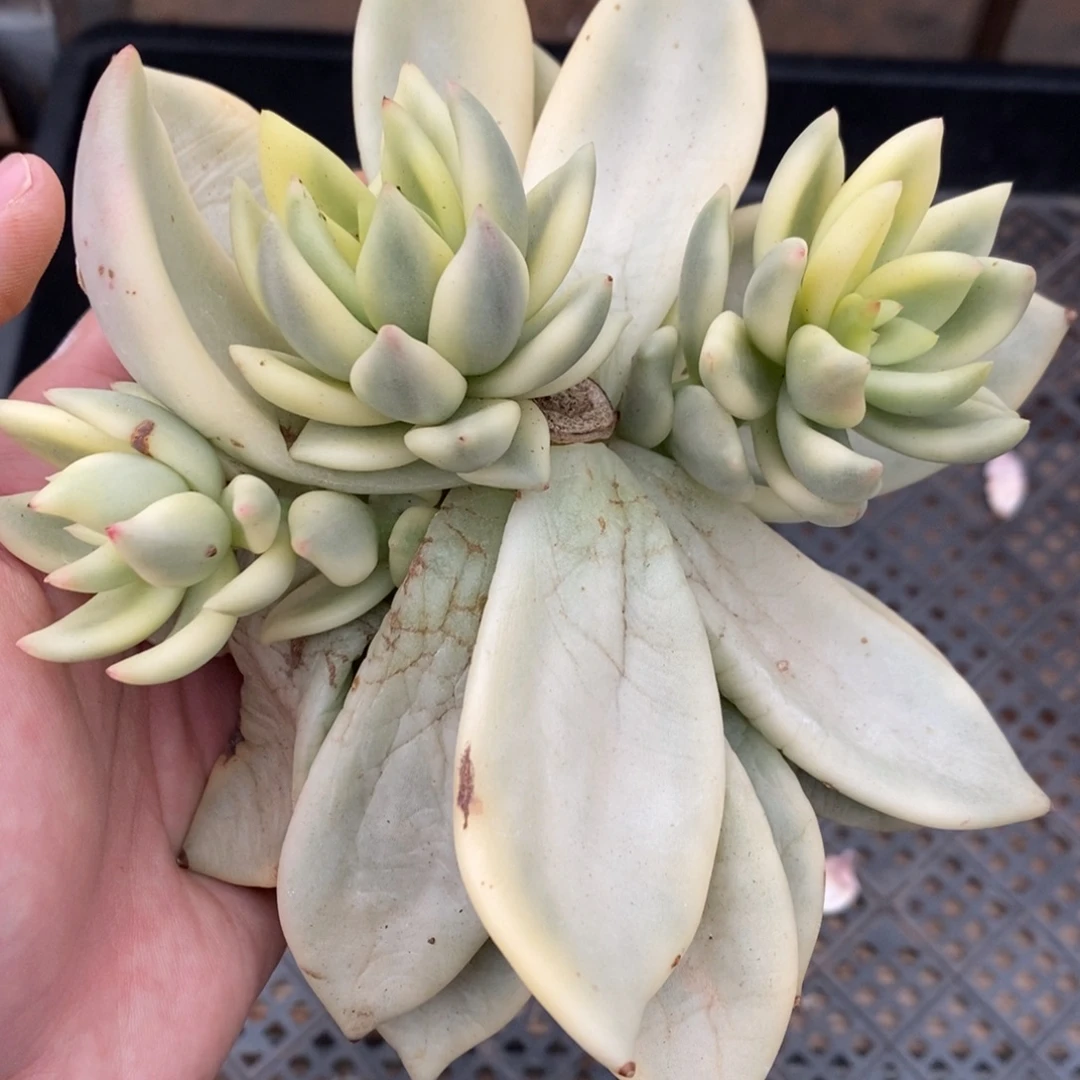 祝之松多肉植物8884