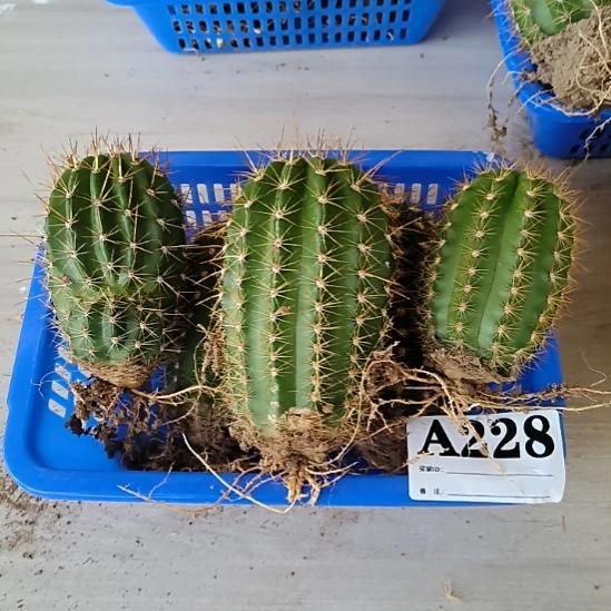 当前无花栽培后可以开花a228