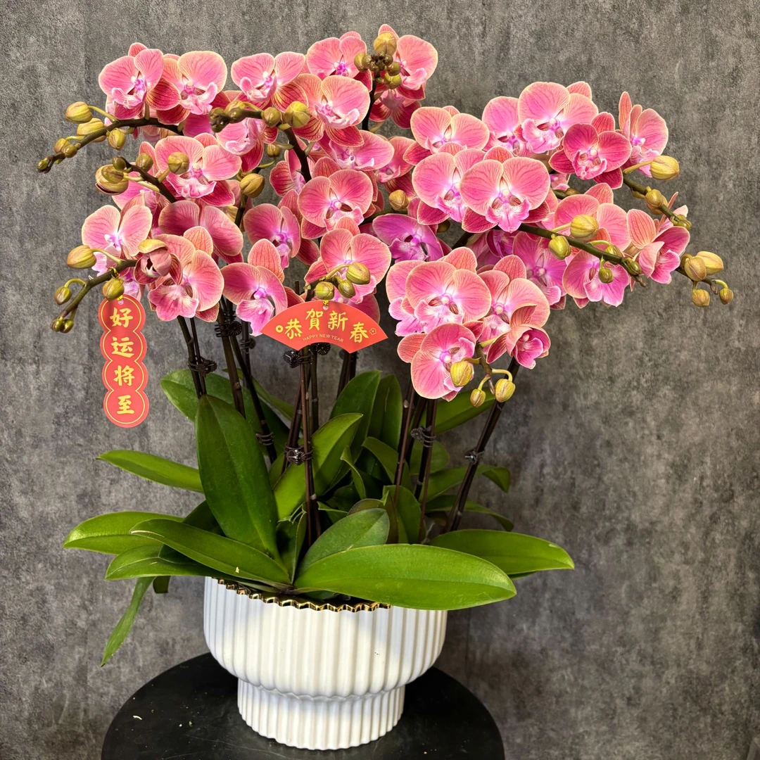 【唯美】蝴蝶兰 鲜花绿植  好养花期长 送礼装饰 室内观赏花