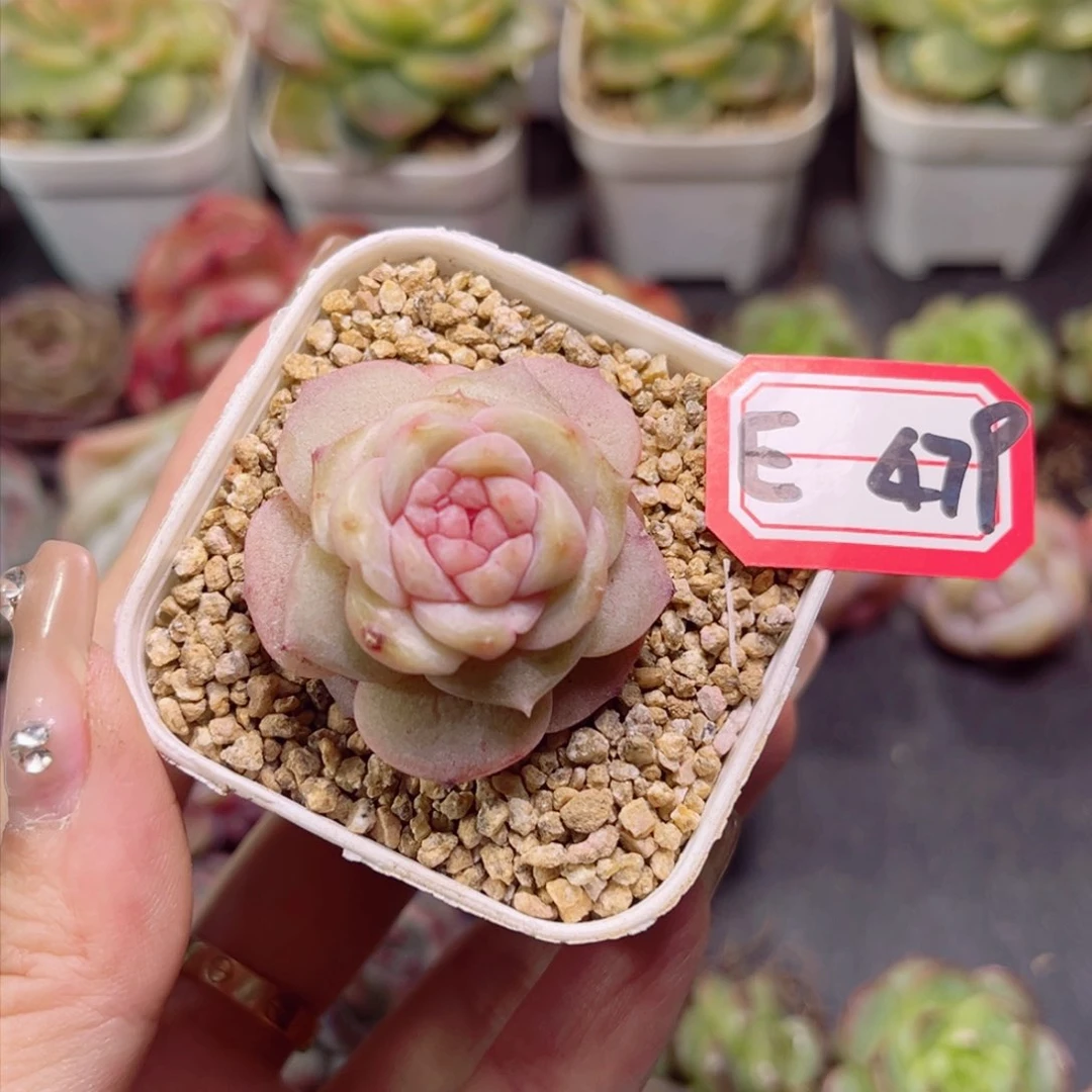 E479 溜溜莓一物一拍