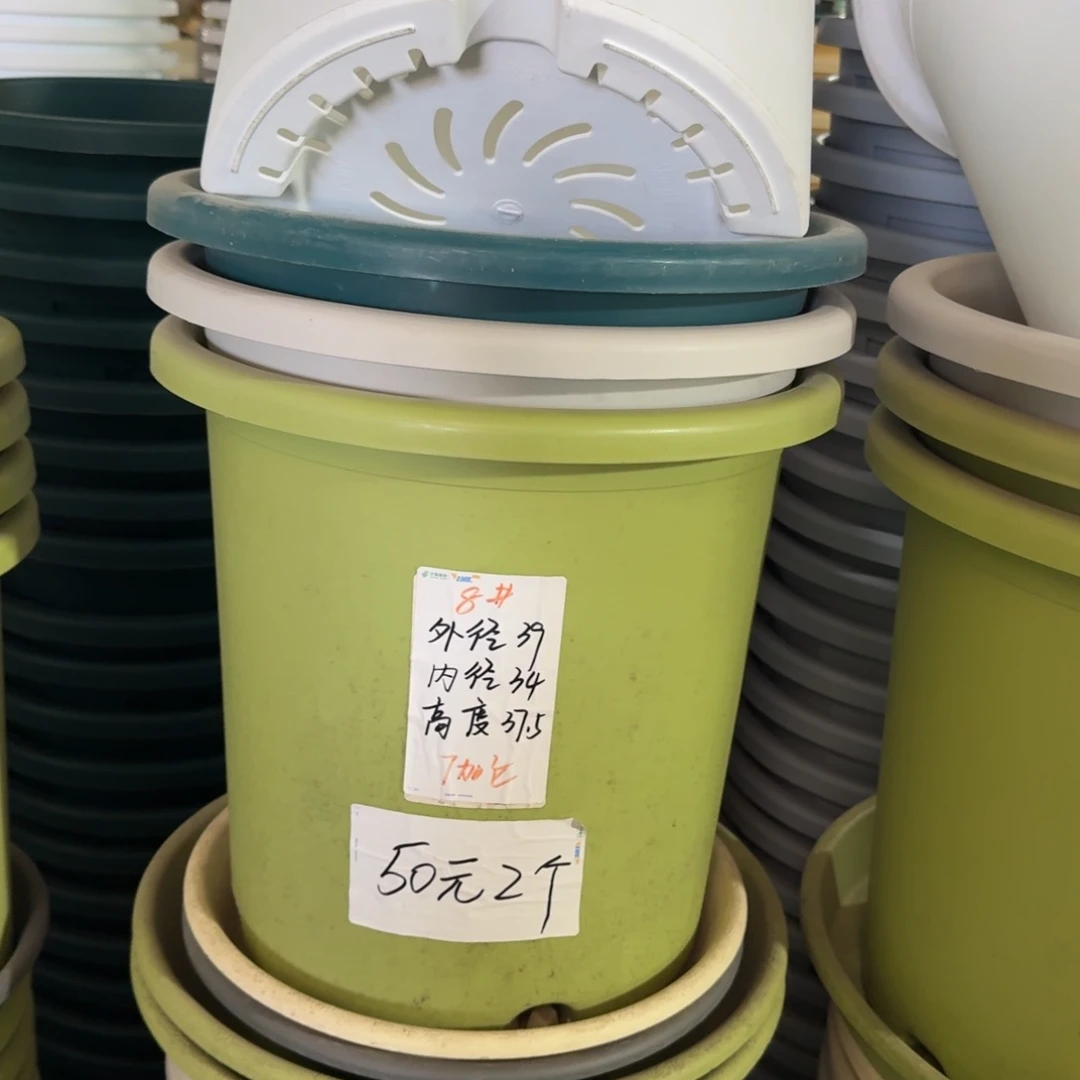 四季8#口径39无拖果绿5个