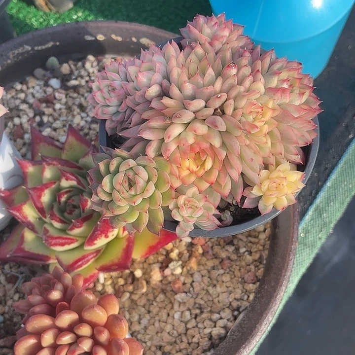 女雏锦整群带盆发货