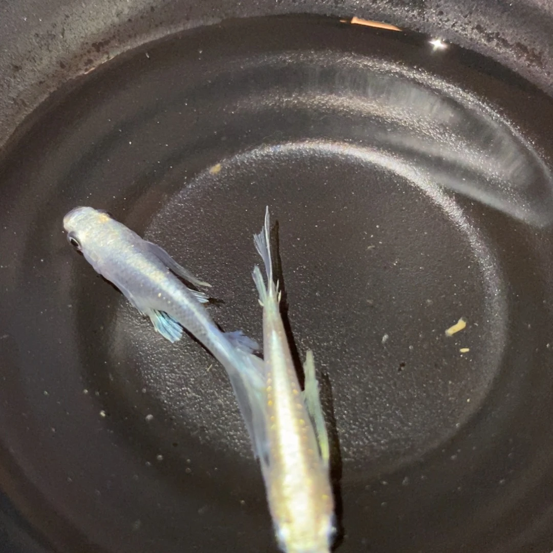 青鳉鱼8号拍品一公一母天使