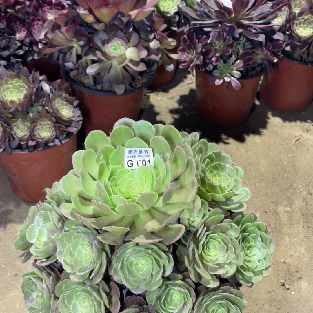 601园叶沙拉多肉法师断枝不包