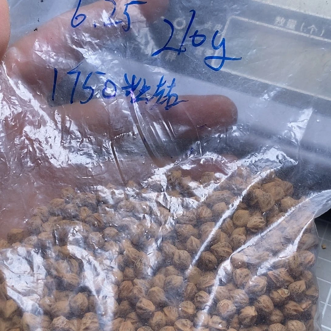 吊坠柏香籽/百香籽