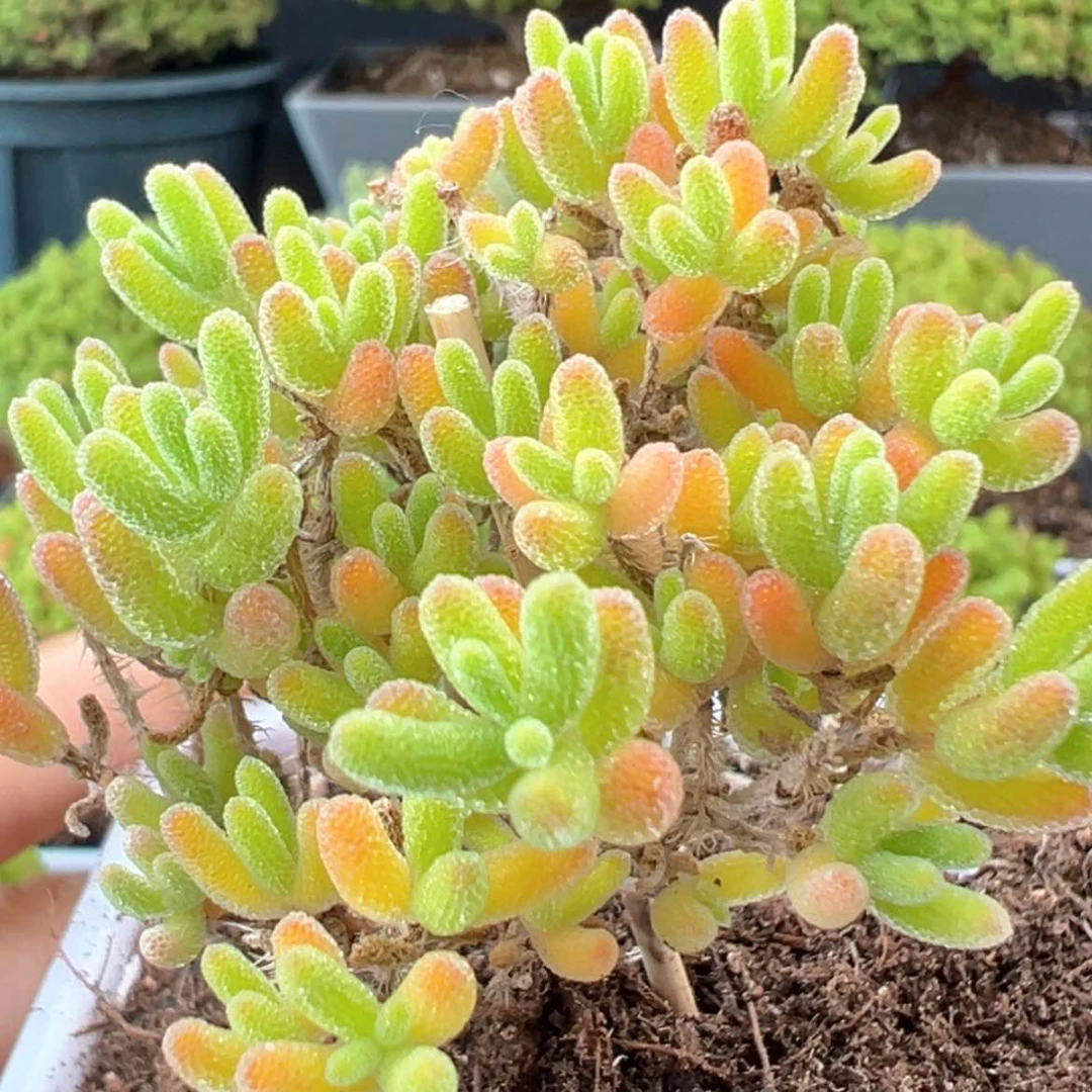 【闪购商品】dy0301冰川冠幅5.5cm