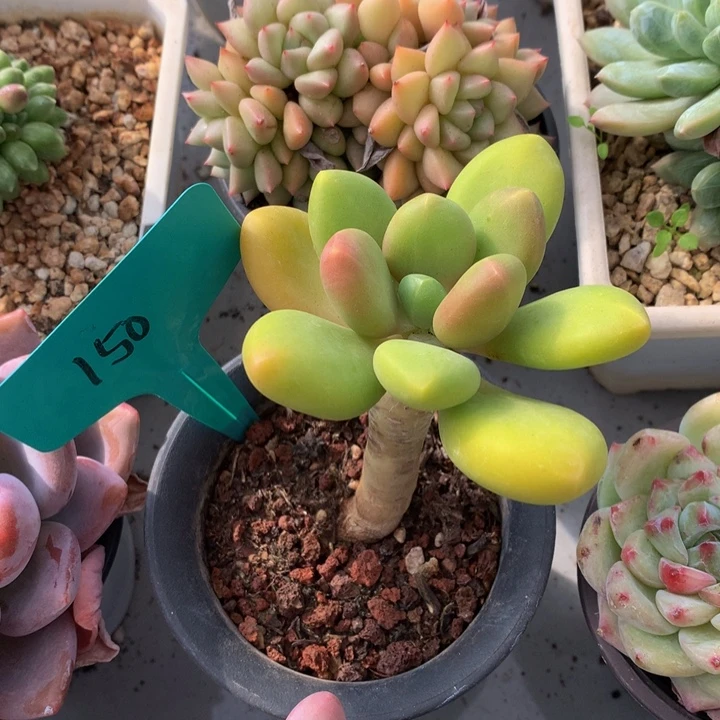 低头协会627272772