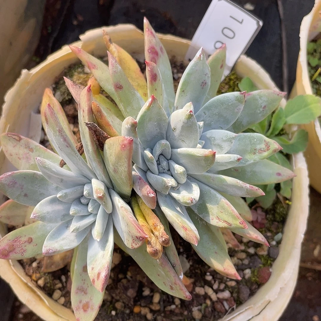 泡芙苹果叶老桩10664