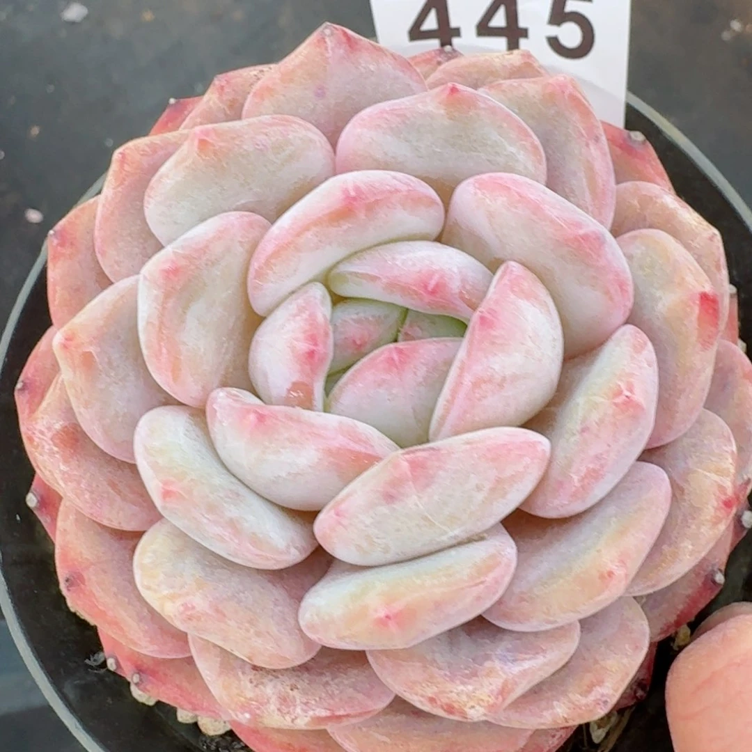 橙子         精品多肉